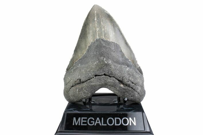 Huge, Serrated, Fossil Megalodon Tooth - North Carolina #381351